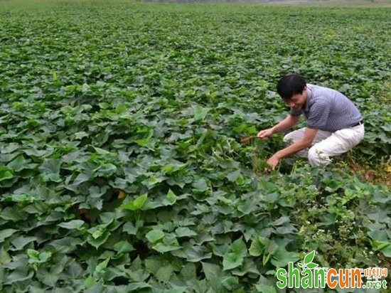 驻马店泌阳：红薯种植成农户脱贫产业