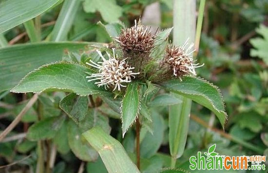 苍术种植打开产业致富“大门”