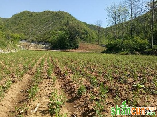 苍术种植打开产业致富“大门”