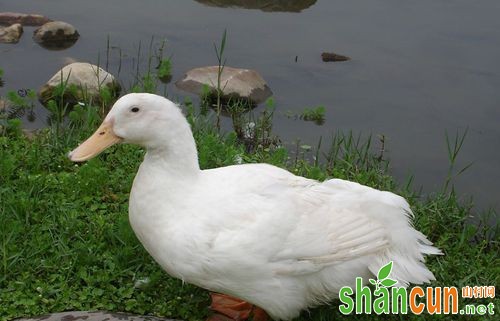 肉鸭怎么饲料“减重”？