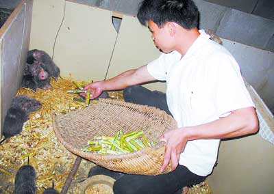 竹鼠饲养