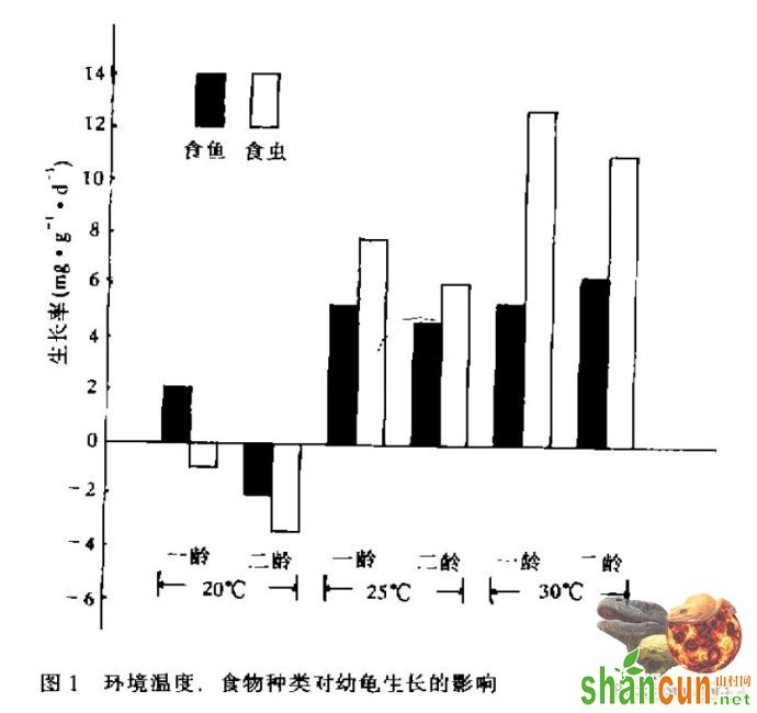 龟投食技巧