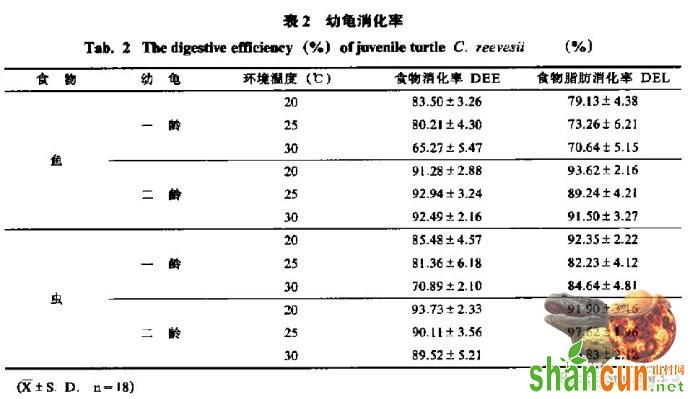 水龟投食