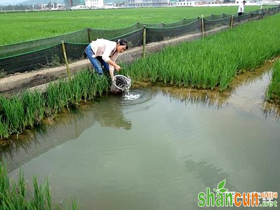 稻田养鱼技术