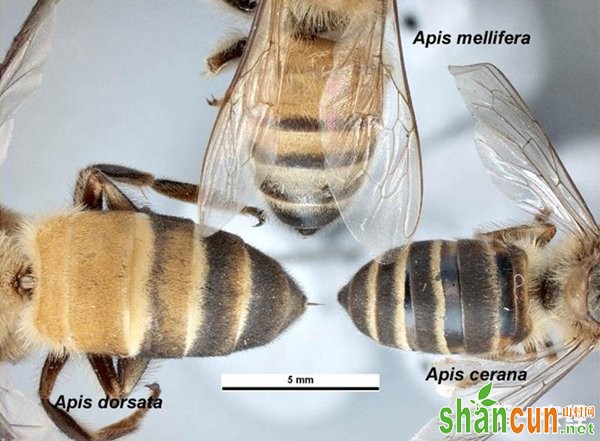 中蜂与意蜂的区别【高清图解】