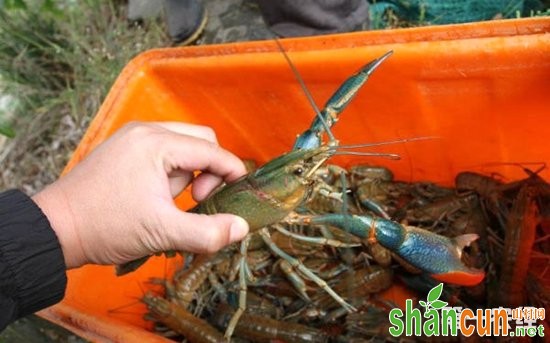 澳洲龙虾养殖