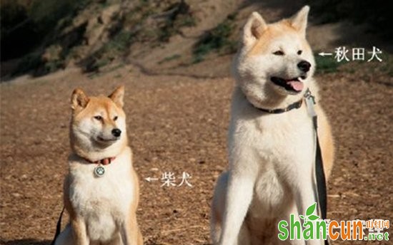 秋田犬和柴犬的区别