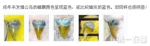 虎皮鹦鹉怎么分公母之公