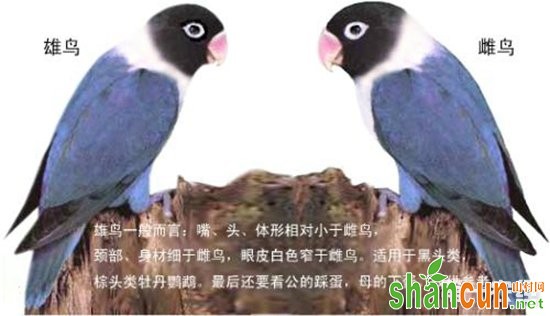 牡丹鹦鹉公母分辨图