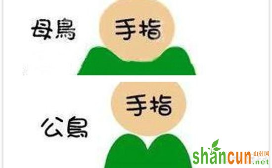 牡丹鹦鹉公母分辨图