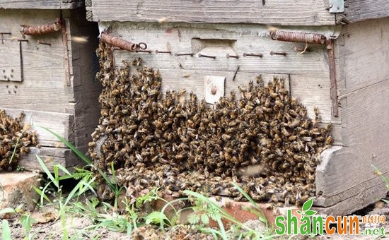 蜜蜂养殖怎么管理？蜜蜂的安全越冬养殖技术