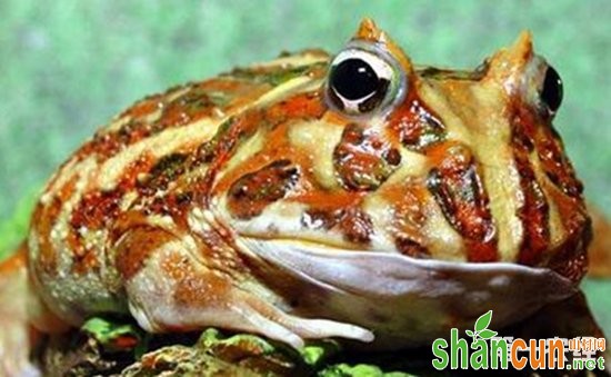 角蛙的品种有哪些？角蛙的品种和饲养管理要点