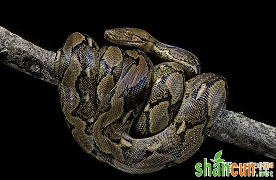 世界上最长的蛇——网纹蟒