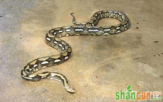 世界上最长的蛇——网纹蟒