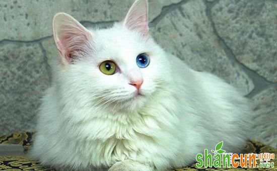 土耳其梵猫的性格是什么样的？土耳其梵猫的性格特征