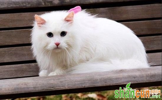 山东狮子猫多少钱一只？山东狮子猫的价格