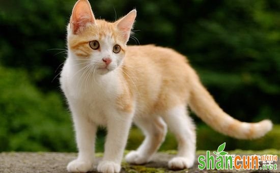 土耳其梵猫多少钱一只？土耳其梵猫的价格