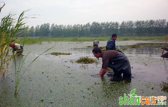 龙虾养殖五大常见误区