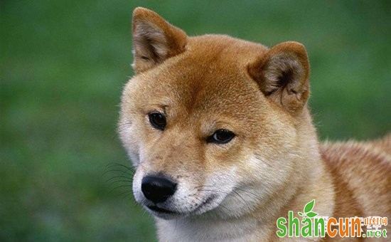 柴犬怎么养？柴犬的性格特点和饲养方法