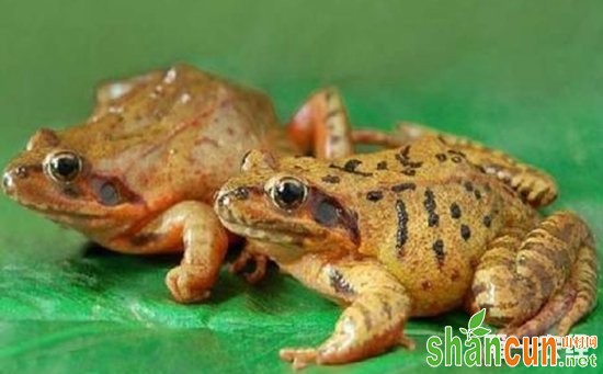 林蛙怎么繁殖？林蛙的人工繁殖技术要点