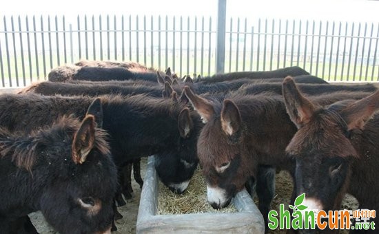 肉驴怎么繁殖才好？肉驴的繁殖技术