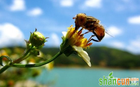 蜜蜂什么时候繁殖快？蜜蜂养殖的繁殖要点