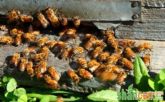 蜜蜂什么时候繁殖快？蜜蜂养殖的繁殖要点