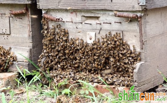 蜜蜂养殖该如何过箱？蜜蜂的过箱条件与过箱方法大全