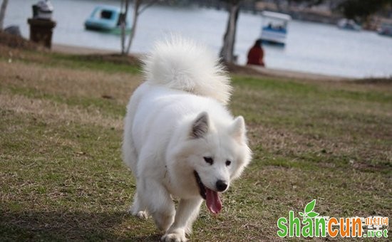 萨摩耶犬好养吗？萨摩耶犬的性格特点和训练方法