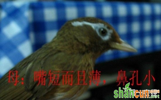 画眉鸟怎么分公母？公画眉和母画眉有什么区别？