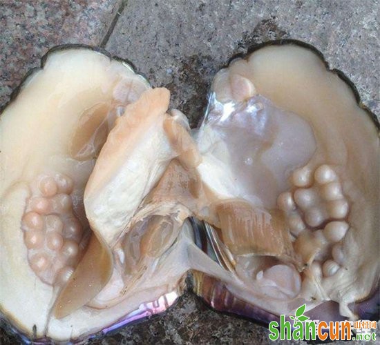 育珠河蚌要怎么养？育珠河蚌的养殖技术