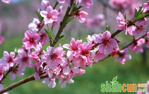 品贵阳梅花香气 思梅花防治留芳