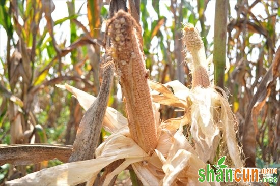 玉米空秆、缺粒、秃尖发生原因及防治措施