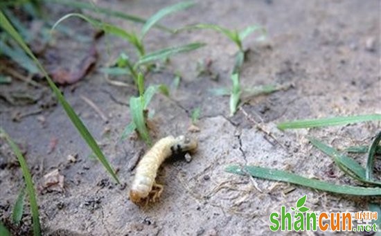 地老虎怎么防治？地老虎的危害特征和综合防治措施