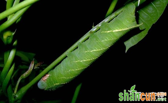 大豆有哪些常见虫害？大豆常见虫害的防治方法