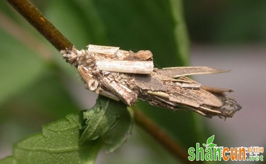 洋紫荆主要病虫害有哪些？洋紫荆主要病虫害的综合防治措施