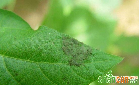 芸豆受病害侵染怎么办？芸豆主要病害的症状表现和防治方法