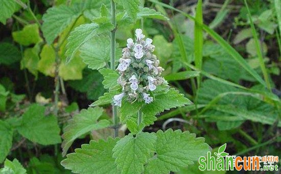 荆芥受病害侵染怎么办？荆芥主要病害的防治方法