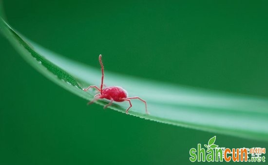 辣木病虫害有哪些？辣木主要病虫害的症状和防治方法