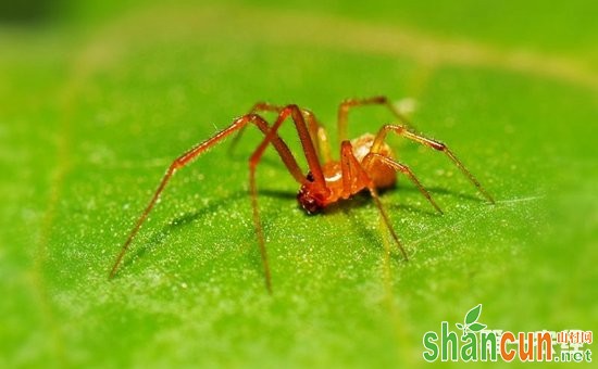 空心菜患上虫害怎么办？空心菜主要虫害的为害特点和防治方法