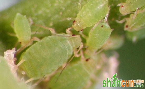 空心菜患上虫害怎么办？空心菜主要虫害的为害特点和防治方法