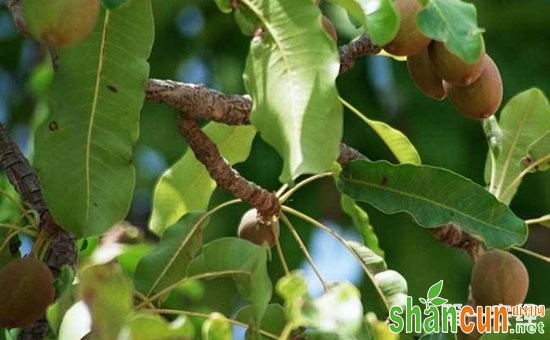 牛油果受病害侵染怎么办？牛油果常见病害的危害和防治方法