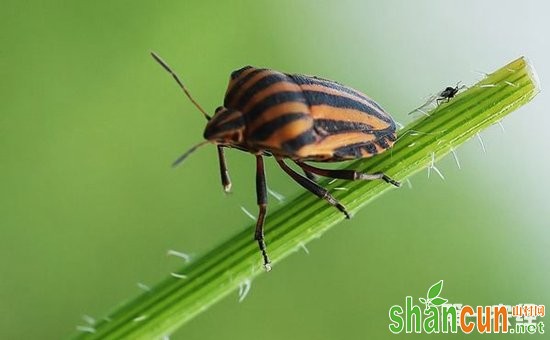 胡萝卜患上虫害怎么办？胡萝卜主要虫害的防治方法