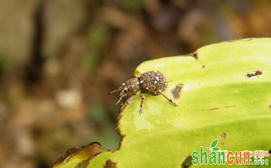 香蕉患上虫害怎么办？香蕉主要虫害的为害症状和防治方法