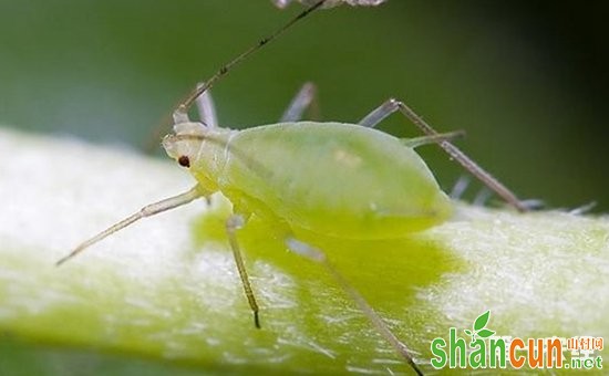 桃树患上虫害怎么办？桃树主要虫害的危害和防治方法