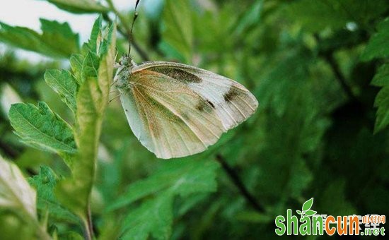 花椰菜患上虫害怎么办？花椰菜常见虫害的防治方法