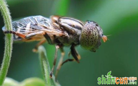 甜菜患上虫害怎么办？甜菜主要虫害的为害特点和防治方法