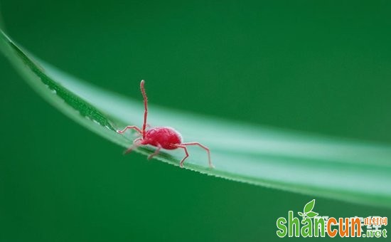 巨峰葡萄病虫害有哪些？巨峰葡萄主要病虫害的防治方法