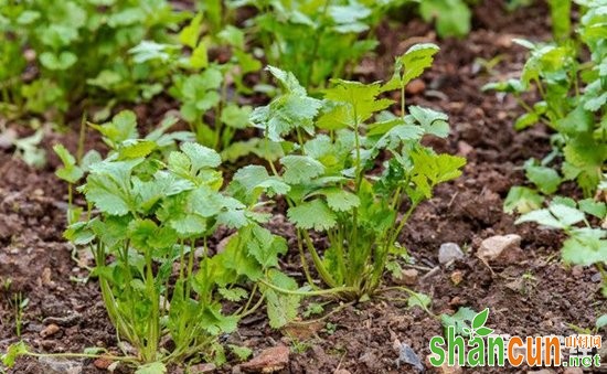 香菜白粉病该如何防治？香菜白粉病的为害症状和防治方法