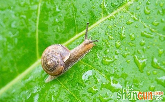 番木瓜虫害有哪些？番木瓜主要虫害的为害特点和防治方法